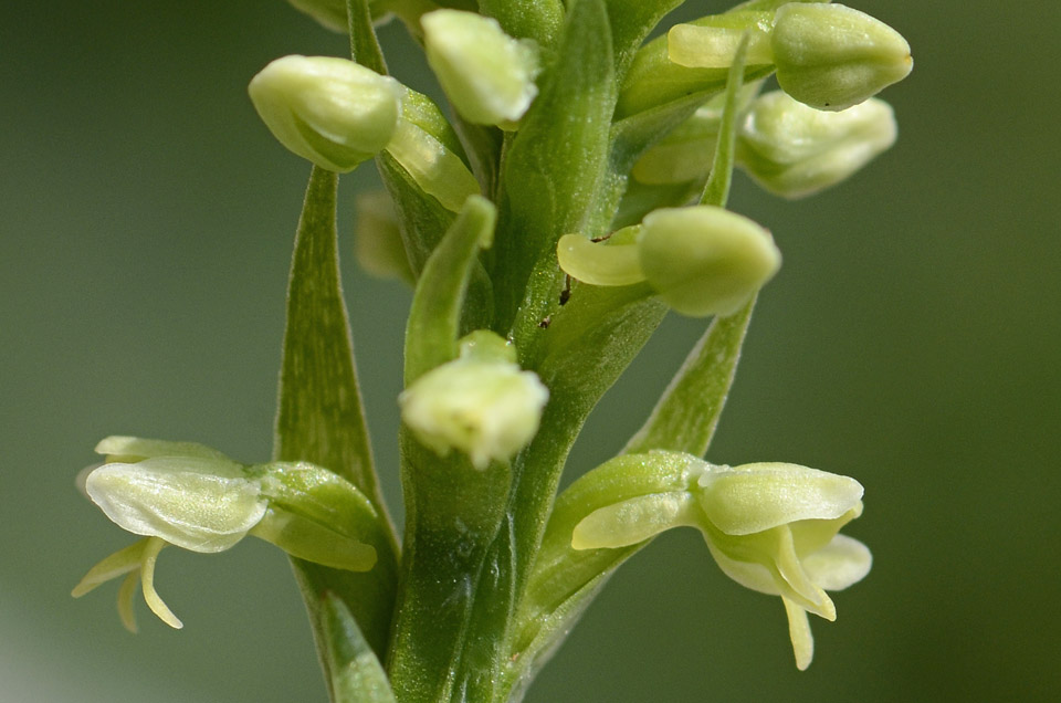 E'' Pseudorchis albida?